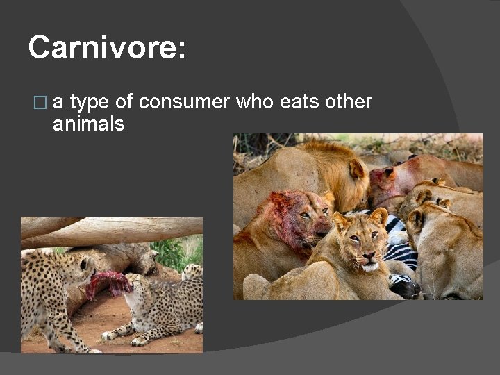 Carnivore: �a type of consumer who eats other animals 