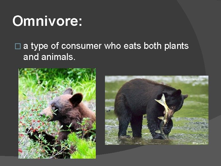 Omnivore: �a type of consumer who eats both plants and animals. 