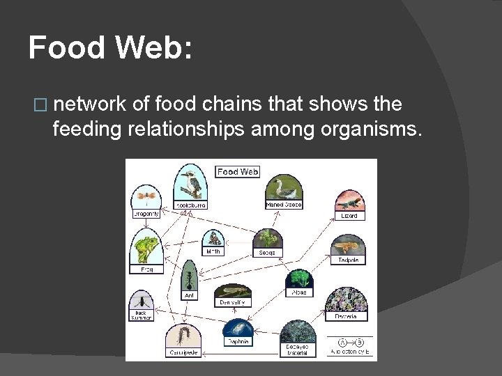 Food Web: � network of food chains that shows the feeding relationships among organisms.