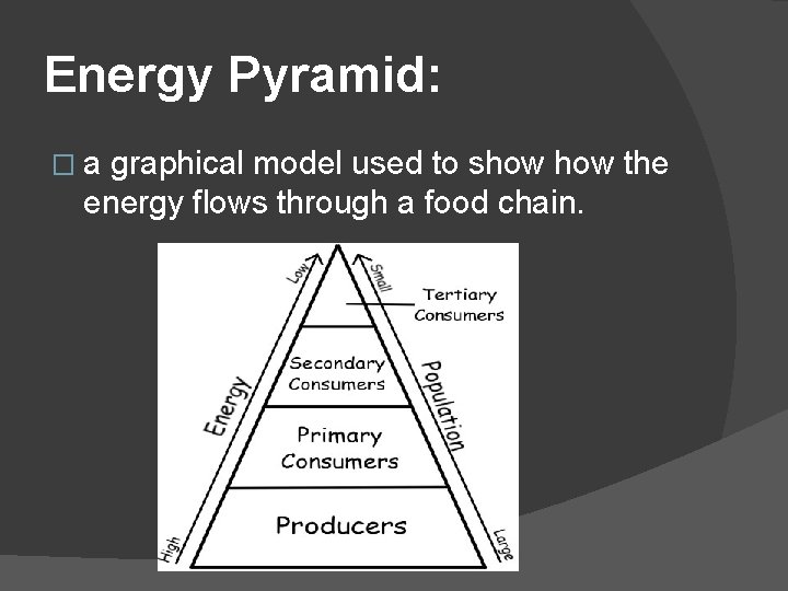 Energy Pyramid: �a graphical model used to show the energy flows through a food