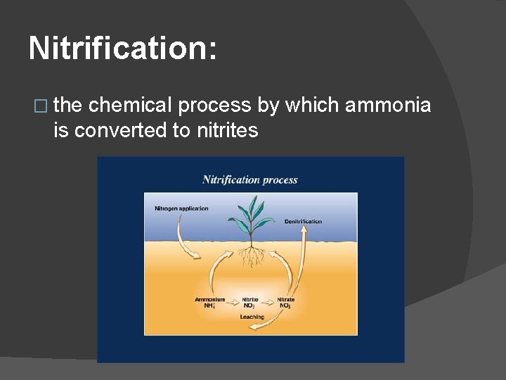 Nitrification: � the chemical process by which ammonia is converted to nitrites 