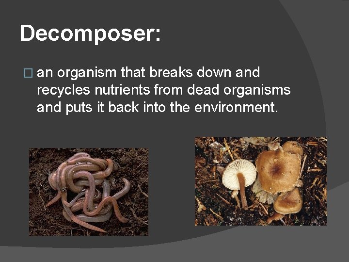 Decomposer: � an organism that breaks down and recycles nutrients from dead organisms and