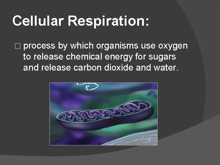 Cellular Respiration: � process by which organisms use oxygen to release chemical energy for