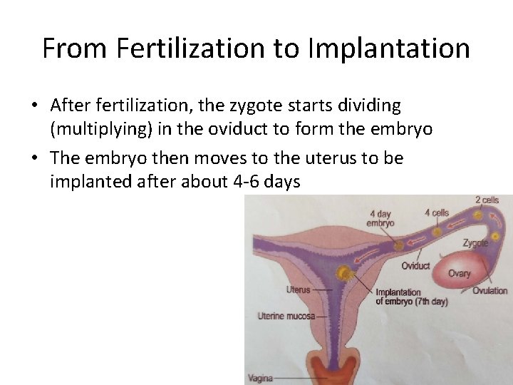From Fertilization to Implantation • After fertilization, the zygote starts dividing (multiplying) in the