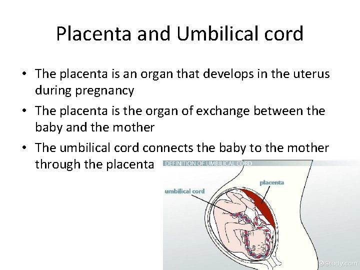 Placenta and Umbilical cord • The placenta is an organ that develops in the