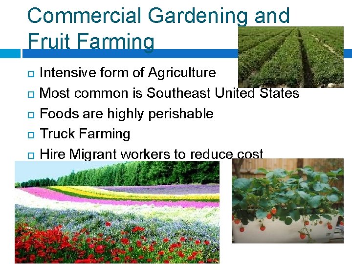 Commercial Gardening and Fruit Farming Intensive form of Agriculture Most common is Southeast United