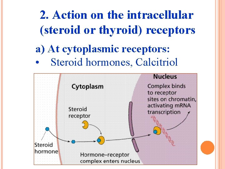 2. Action on the intracellular (steroid or thyroid) receptors a) At cytoplasmic receptors: •