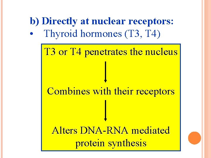b) Directly at nuclear receptors: • Thyroid hormones (T 3, T 4) T 3
