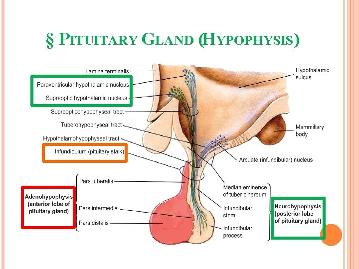 § PITUITARY GLAND (HYPOPHYSIS) 