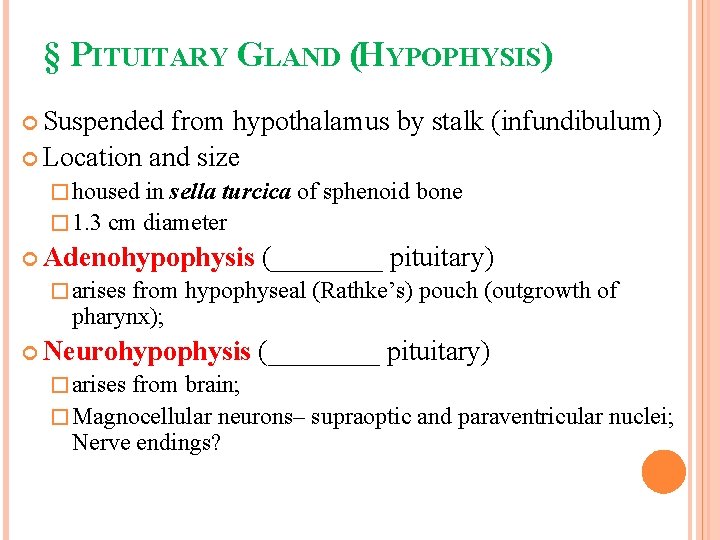 § PITUITARY GLAND (HYPOPHYSIS) Suspended from hypothalamus by stalk (infundibulum) Location and size �