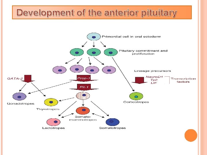 Development of the anterior pituitary 