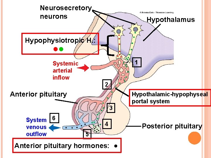 Neurosecretory neurons Hypothalamus Hypophysiotropic H. : ●● 1 Systemic arterial inflow 2 Anterior pituitary