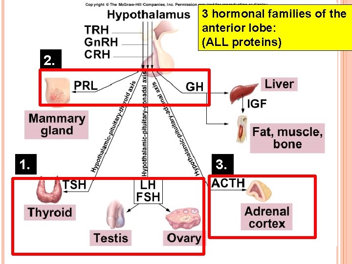 3 hormonal families of the anterior lobe: (ALL proteins) 2. 1. 3. 