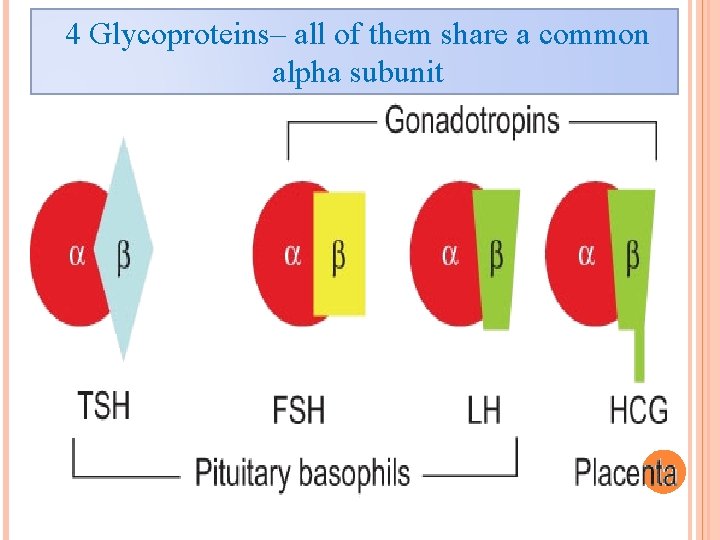 4 Glycoproteins– all of them share a common alpha subunit 