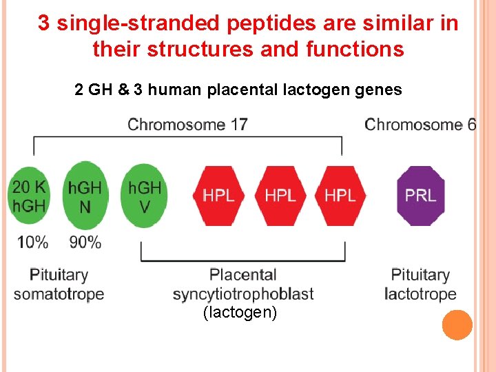 3 single-stranded peptides are similar in their structures and functions 2 GH & 3