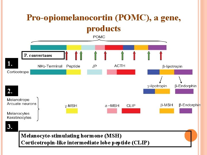 Pro-opiomelanocortin (POMC), a gene, products P. convertases 1. 2. 3. Melanocyte-stimulating hormone (MSH) Corticotropin-like