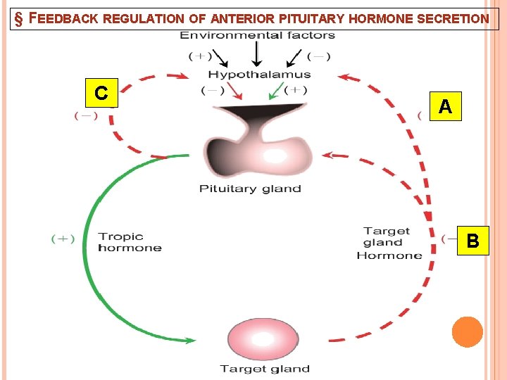 § FEEDBACK REGULATION OF ANTERIOR PITUITARY HORMONE SECRETION C A B 