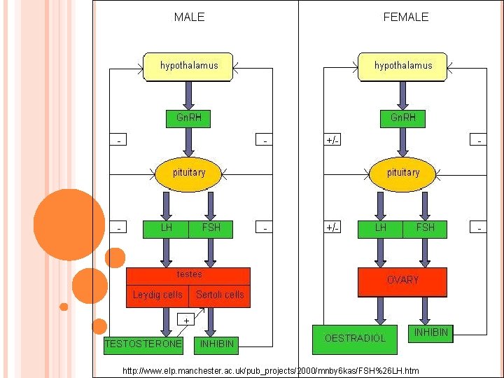 http: //www. elp. manchester. ac. uk/pub_projects/2000/mnby 6 kas/FSH%26 LH. htm 