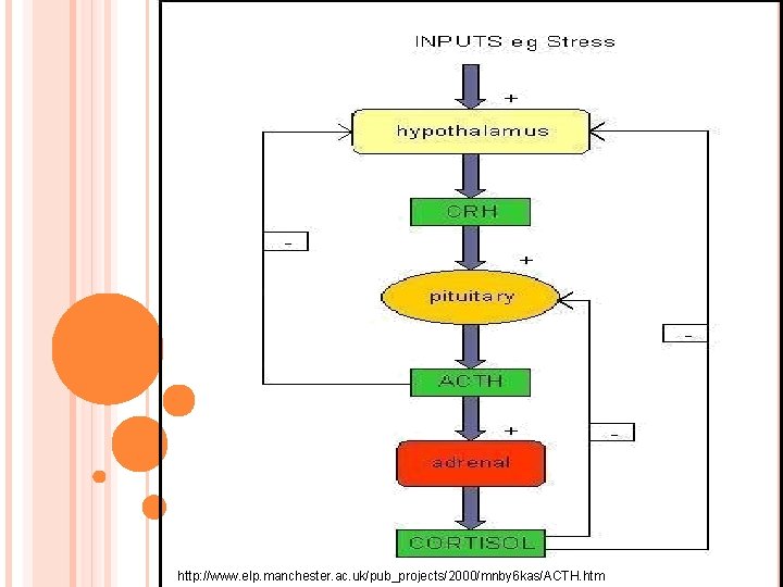 http: //www. elp. manchester. ac. uk/pub_projects/2000/mnby 6 kas/ACTH. htm 