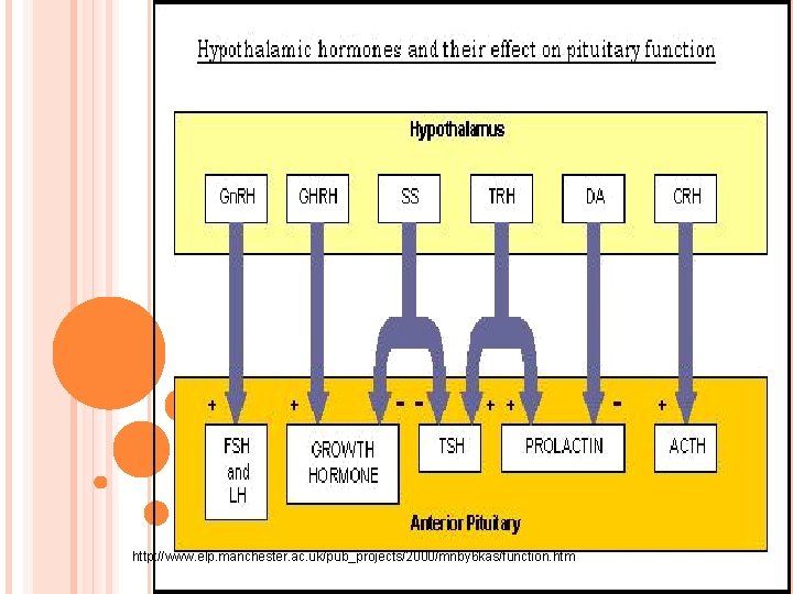 http: //www. elp. manchester. ac. uk/pub_projects/2000/mnby 6 kas/function. htm 