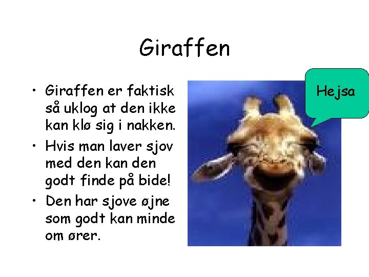 Giraffen • Giraffen er faktisk så uklog at den ikke kan klø sig i