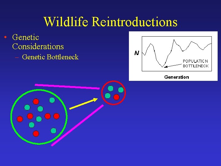 Wildlife Reintroductions • Genetic Considerations – Genetic Bottleneck 