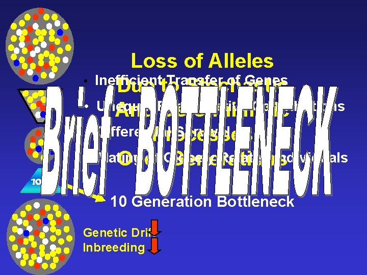 Loss of Alleles • Inefficient Transfer of Genes Due to Stochastic • Unequal Contributions