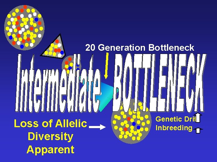 20 Generation Bottleneck 20 Loss of Allelic Diversity Apparent Genetic Drift Inbreeding 