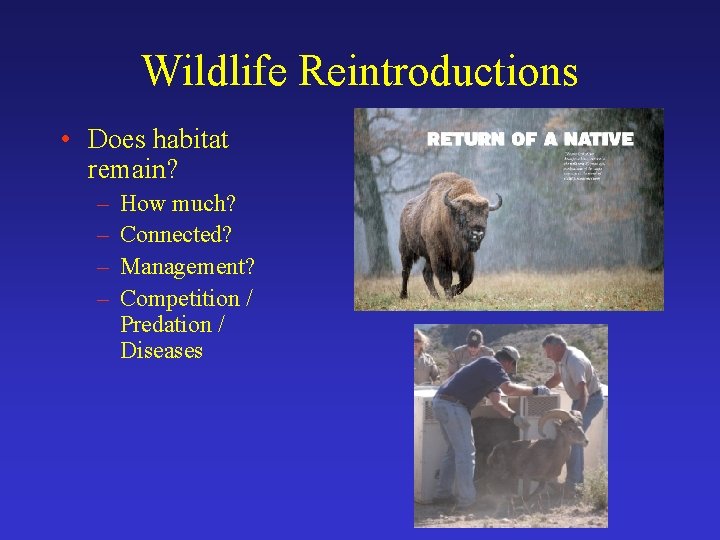 Wildlife Reintroductions • Does habitat remain? – – How much? Connected? Management? Competition /