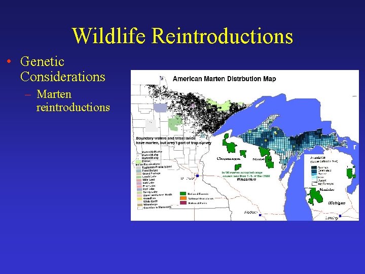 Wildlife Reintroductions • Genetic Considerations – Marten reintroductions 