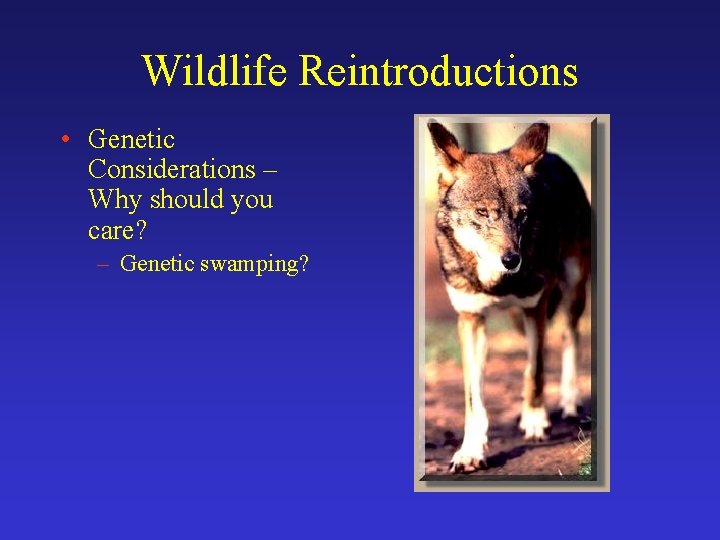 Wildlife Reintroductions • Genetic Considerations – Why should you care? – Genetic swamping? 