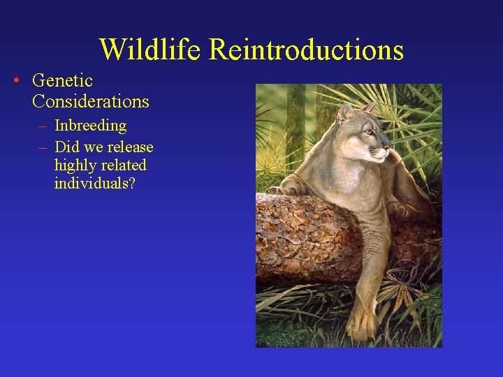 Wildlife Reintroductions • Genetic Considerations – Inbreeding – Did we release highly related individuals?