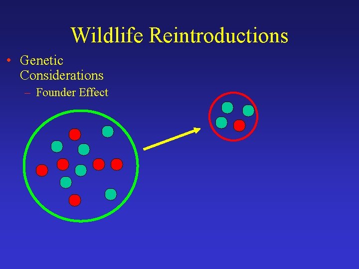 Wildlife Reintroductions • Genetic Considerations – Founder Effect 