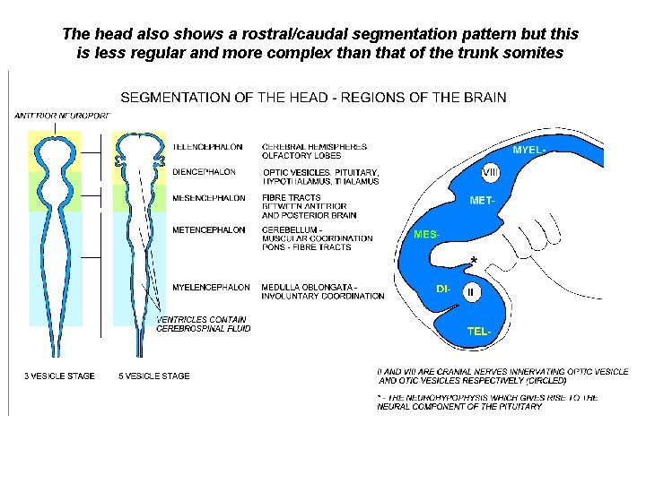 The head also shows a rostral/caudal segmentation pattern but this is less regular and