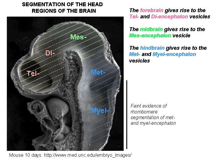 SEGMENTATION OF THE HEAD REGIONS OF THE BRAIN The midbrain gives rise to the