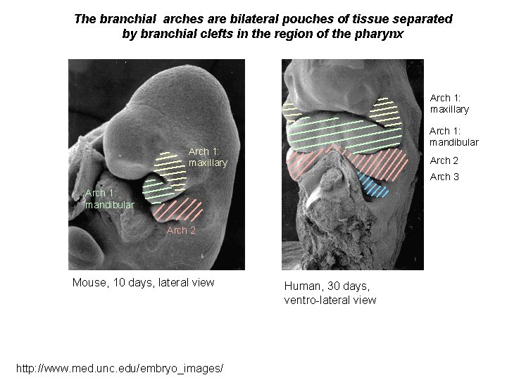 The branchial arches are bilateral pouches of tissue separated by branchial clefts in the