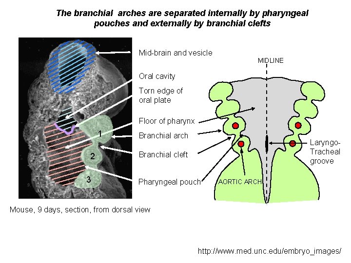 The branchial arches are separated internally by pharyngeal pouches and externally by branchial clefts