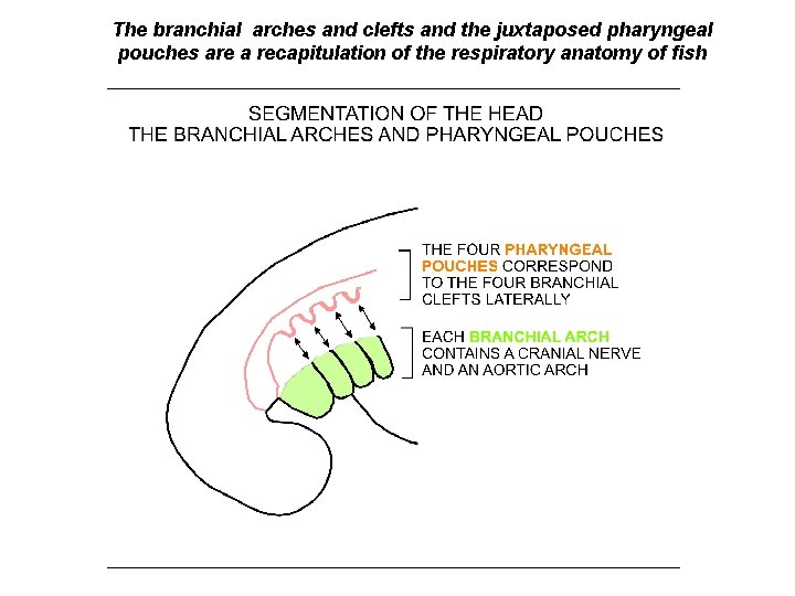 The branchial arches and clefts and the juxtaposed pharyngeal pouches are a recapitulation of