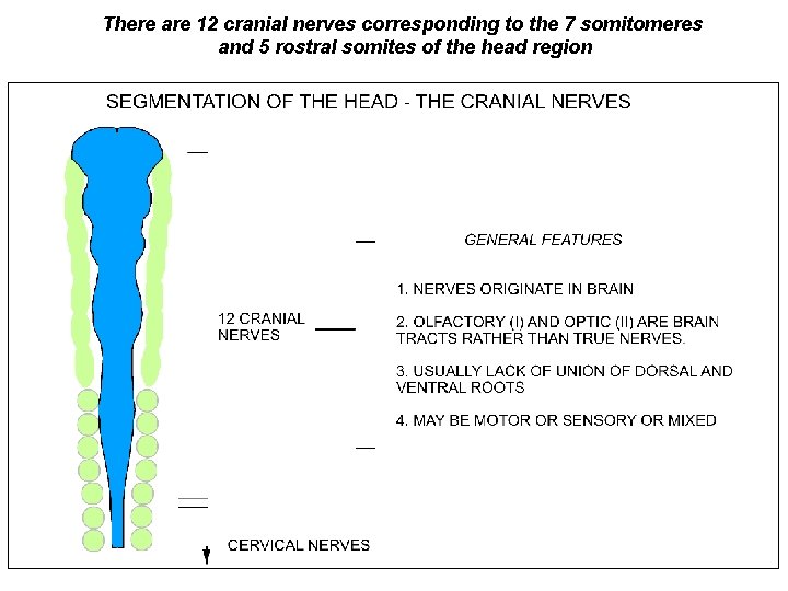 There are 12 cranial nerves corresponding to the 7 somitomeres and 5 rostral somites