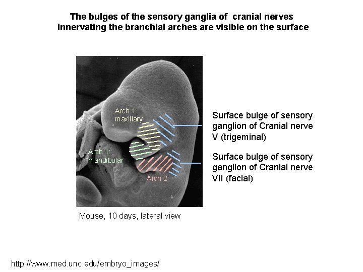 The bulges of the sensory ganglia of cranial nerves innervating the branchial arches are