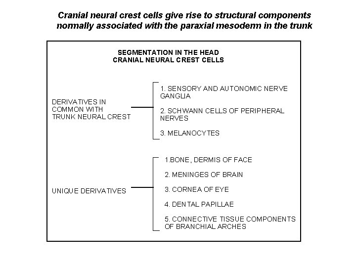 Cranial neural crest cells give rise to structural components normally associated with the paraxial