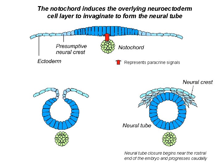 The notochord induces the overlying neuroectoderm cell layer to invaginate to form the neural