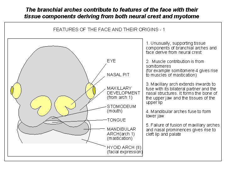 The branchial arches contribute to features of the face with their tissue components deriving