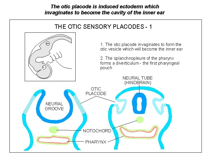 The otic placode is induced ectoderm which invaginates to become the cavity of the