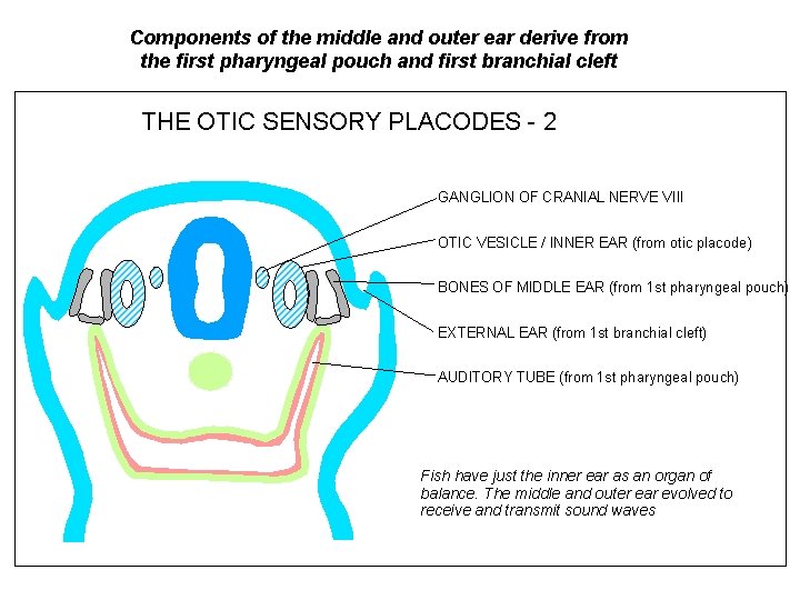Components of the middle and outer ear derive from the first pharyngeal pouch and