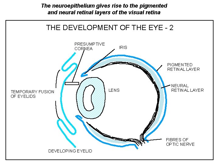 The neuroepithelium gives rise to the pigmented and neural retinal layers of the visual