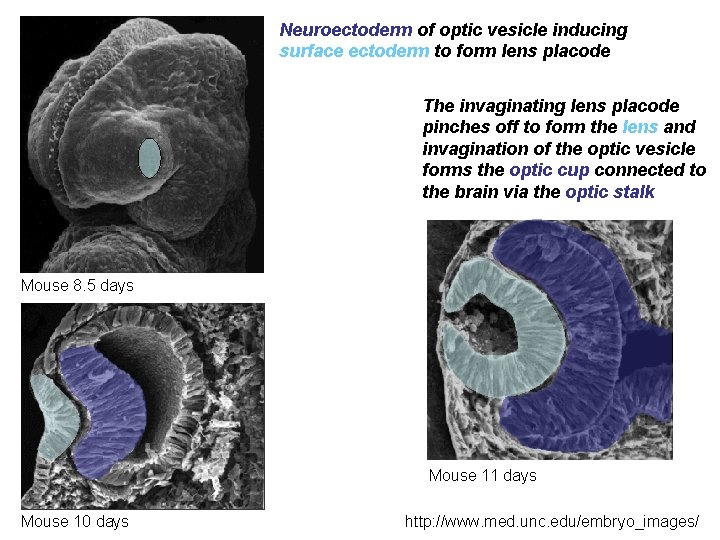 Neuroectoderm of optic vesicle inducing surface ectoderm to form lens placode The invaginating lens