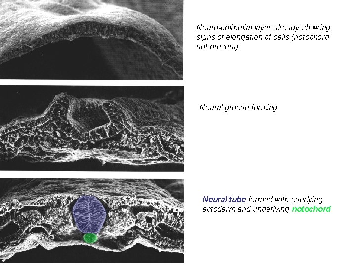 Neuro-epithelial layer already showing signs of elongation of cells (notochord not present) Neural groove