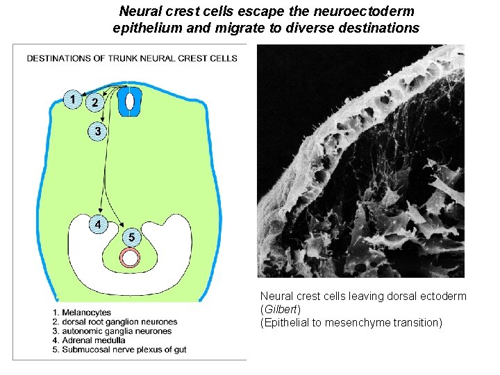 Neural crest cells escape the neuroectoderm epithelium and migrate to diverse destinations Neural crest