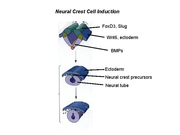 Neural Crest Cell Induction Fox. D 3, Slug Wnt 6, ectoderm BMPs Ectoderm Neural